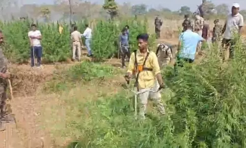 Koraput में ऑपरेशन ग्रीन क्लीन: 4.5 करोड़ रुपये की गांजा नष्ट की गई Koraput में ऑपरेशन ग्रीन क्लीन: 4.5 करोड़ रुपये की गांजा नष्ट की गई