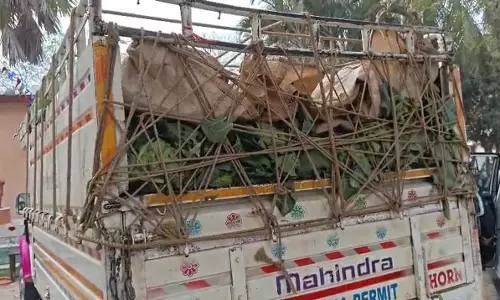 NCB ने ओडिशा के मयूरभंज में पत्तागोभी की आड़ में गांजे की तस्करी करने वाले रैकेट का भंडाफोड़ किया