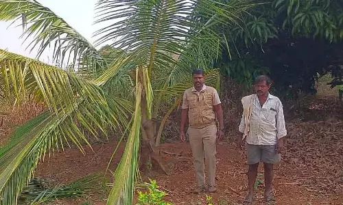 जंगली हाथी का हमला; Coconut और आम के पेड़ नष्ट हो गए जंगली हाथी का हमला; Coconut और आम के पेड़ नष्ट हो गए