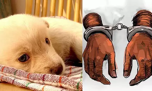 Royapettah में नवजात पिल्ले को मारने के आरोप में एक व्यक्ति पर केस दर्ज किया गया