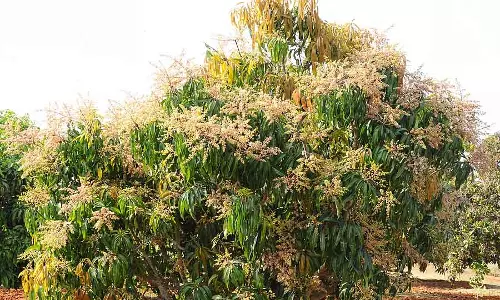 Tumkur आम की बंपर पैदावार: कीमतों में गिरावट की आशंका