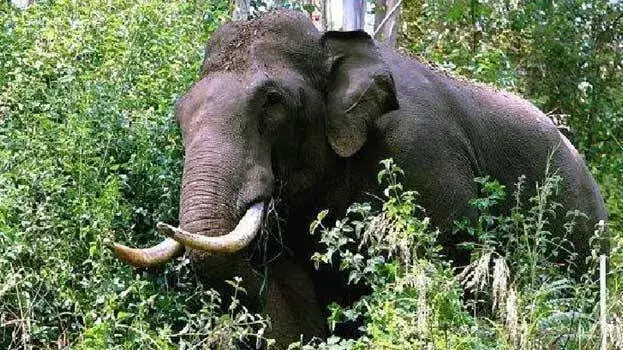 kerala: त्रिशूर में जंगली हाथी के हमले में युवक की मौत kerala: त्रिशूर में जंगली हाथी के हमले में युवक की मौत