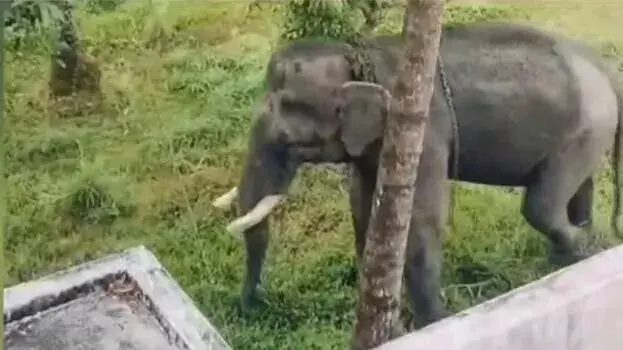 Kerala: त्रिप्रायर में हाथी बेकाबू हो गया; दीवारों और गाड़ियों को नुकसान पहुंचाया
