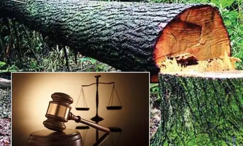 High Court ने गायब पेड़ों के मामले में राज्य सरकार को नोटिस जारी किया