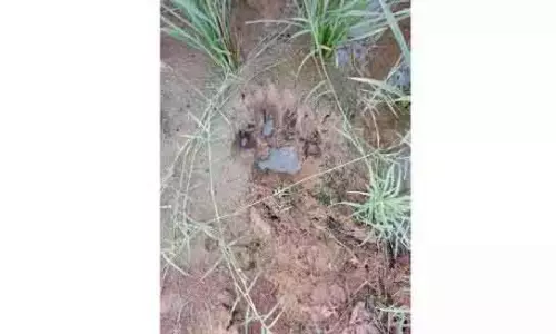 Yadadri-Bhongir में घूमते बाघ ने गाय मारी, ग्रामीणों में दहशत Yadadri-Bhongir में घूमते बाघ ने गाय मारी, ग्रामीणों में दहशत