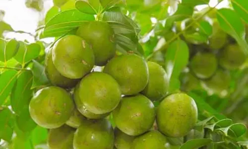 विटामिन सी का खजाना आमड़ा, स्वाद के साथ सेहत का भी साथी