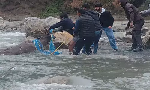 Himachal: तीर्थन नदी से बचाए गए सांभर की इलाज के दौरान मौत Himachal: तीर्थन नदी से बचाए गए सांभर की इलाज के दौरान मौत