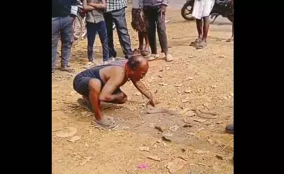 मुंह में चबाकर कोबरा सांप का रेस्क्यू, वीडियो देखकर भड़के लोग मुंह में चबाकर कोबरा सांप का रेस्क्यू, वीडियो देखकर भड़के लोग