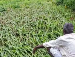Gwalior: ओलावृष्टि से फसलों को भारी नुकसान, किसान की मौत Gwalior: ओलावृष्टि से फसलों को भारी नुकसान, किसान की मौत