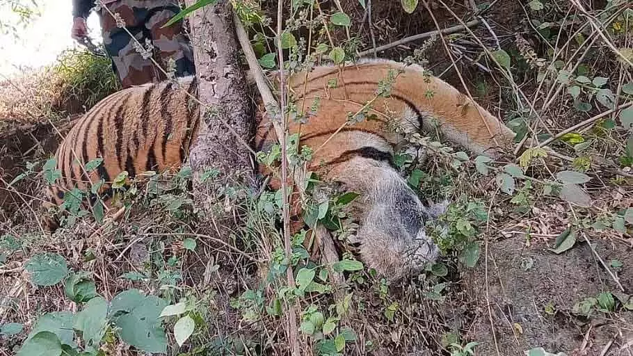 शहडोल में बाघ और बाघिन को बिजली का झटका लगने की घटना की जांच के लिए SIT का गठन किया गया शहडोल में बाघ और बाघिन को बिजली का झटका लगने की घटना की जांच के लिए SIT का गठन किया गया