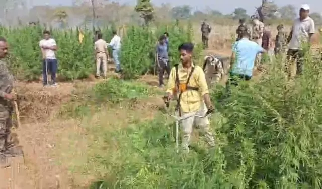 Koraput में ऑपरेशन ग्रीन क्लीन: 4.5 करोड़ रुपये की गांजा नष्ट की गई Koraput में ऑपरेशन ग्रीन क्लीन: 4.5 करोड़ रुपये की गांजा नष्ट की गई