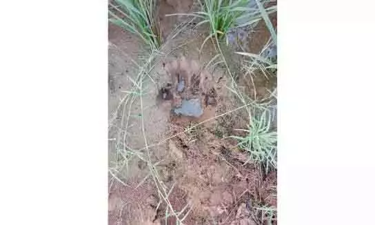 Yadadri-Bhongir में घूमते बाघ ने गाय मारी, ग्रामीणों में दहशत Yadadri-Bhongir में घूमते बाघ ने गाय मारी, ग्रामीणों में दहशत