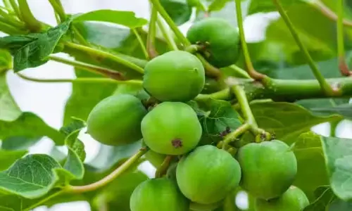 डीजल प्लांट के फल खा गए बच्चे, 8 बीमार