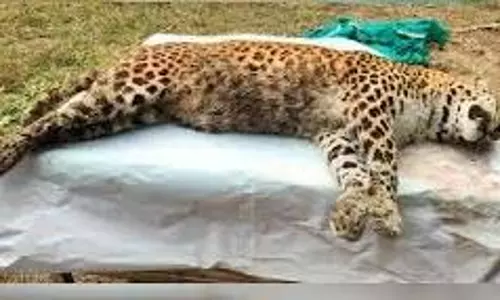 Jaipur:  नाहरगढ़ के जंगलों में फीमेल लेपर्ड की मौत