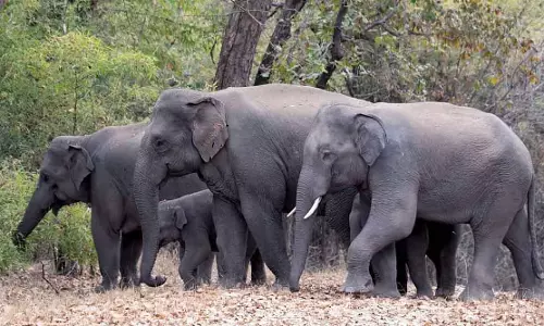 Bhopal : बिजली का झटका लगने से मरी बाघिन के शावक को ढूंढने के लिए 2 हाथियों को लगाया गया Bhopal : बिजली का झटका लगने से मरी बाघिन के शावक को ढूंढने के लिए 2 हाथियों को लगाया गया