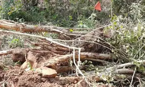 Belagavi : वन विभाग के अधिकारियों की मौजूदगी में हजारों पेड़ अवैध रूप से काटे गए