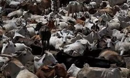 Haryana: दुधारू गाय की बेरहमी से हत्या, गांव में आक्रोश Haryana: दुधारू गाय की बेरहमी से हत्या, गांव में आक्रोश
