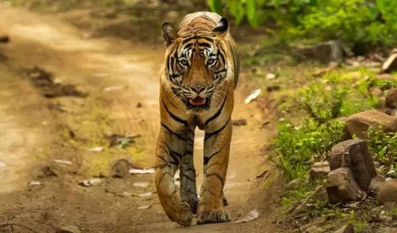 Adilabad: भीमपुर मंडल में बाघ के आगमन से ग्रामीणों में डर