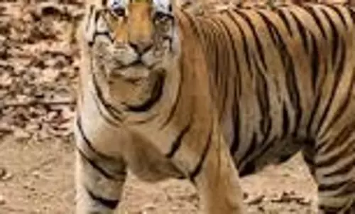 बाघ ने गाय को बनाया शिकार, इलाके के ग्रामीण सहमे