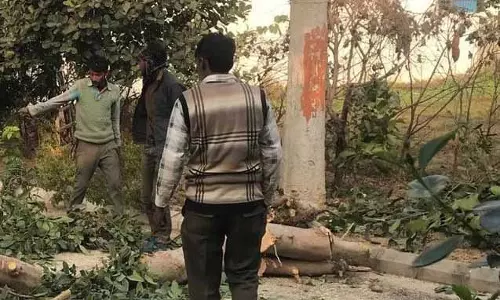 20 ऐतिहासिक पेड़ काटे गए, Jalandhar गुरुद्वारा मैनेजमेंट, बिल्डिंग मालिक मुश्किल में पड़ सकते हैं