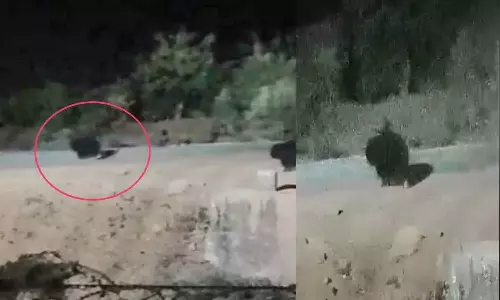 भालुओं ने गांव में मचाया उत्पात, घर से निकलने डर रहे ग्रामीण भालुओं ने गांव में मचाया उत्पात, घर से निकलने डर रहे ग्रामीण
