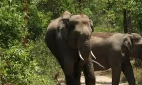 हाथियों के हमले में एक ही परिवार के तीन की मौत, दो घायल हाथियों के हमले में एक ही परिवार के तीन की मौत, दो घायल
