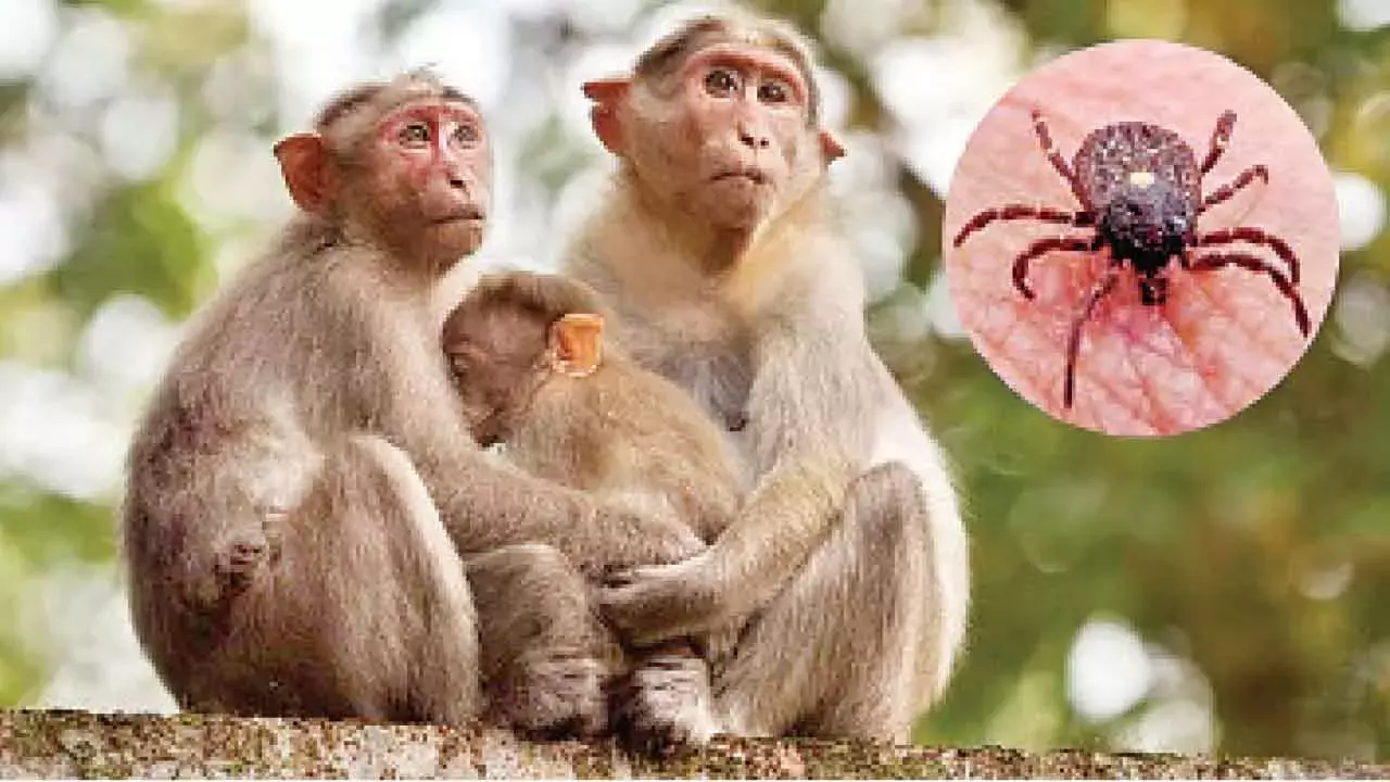Karnataka: राज्य में इस साल KFD के 44 मामले सामने आए