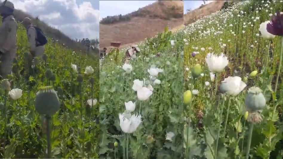 Manipur: उखरुल में 180 एकड़ में लगी गैर-कानूनी अफीम नष्ट की गई
