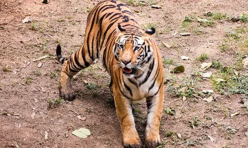 Rajahmundry शहर के आसपास बाघ की हलचल से दहशत फैल गई