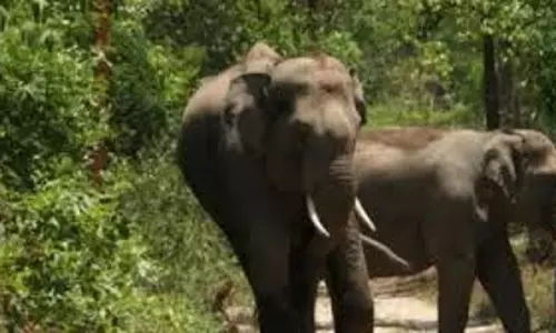Bokaro में हाथी के हमले में एक ही परिवार के तीन लोगों की मौत, दो घायल Bokaro में हाथी के हमले में एक ही परिवार के तीन लोगों की मौत, दो घायल