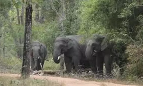 Bokaro: हाथियों की दहशत से ग्रामीण परेशान Bokaro: हाथियों की दहशत से ग्रामीण परेशान