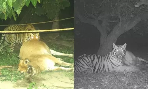 AP के पूर्वी गोदावरी जिले में बाघ खुलेआम घूमता दिखा AP के पूर्वी गोदावरी जिले में बाघ खुलेआम घूमता दिखा