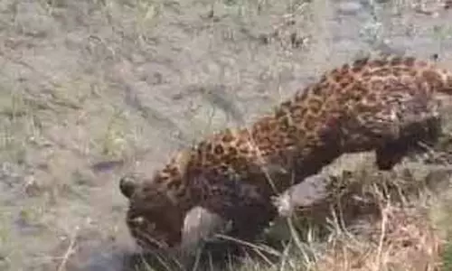 नन्हा तेंदुआ गांव के करीब पहुंचा, वन विभाग ने किया रेस्क्यू