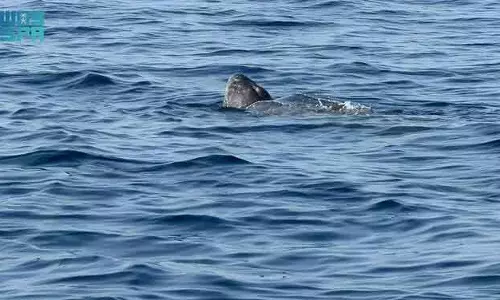 Red Sea में दुर्लभ लेदरबैक कछुए का देखा जाना Red Sea में दुर्लभ लेदरबैक कछुए का देखा जाना