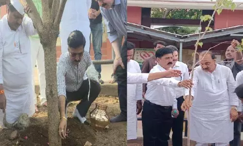 Ajitdada द्वारा सतारा में लगाए गए पेड़ में राख का विसर्जन