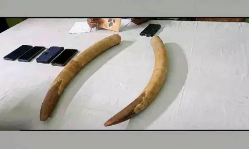 Odisha के बालासोर में हाथी दांत की तस्करी रैकेट का भंडाफोड़, 4 गिरफ्तार