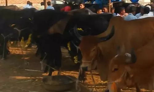 Narsingi पशु मेला शहरीकरण के बीच भी देशभर के व्यापारियों को आकर्षित करता रहा