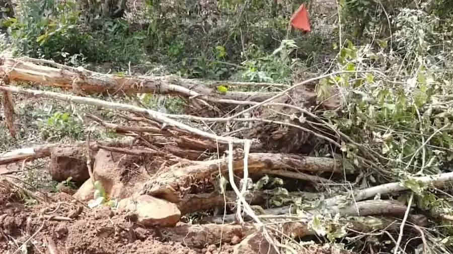 Belagavi : वन विभाग के अधिकारियों की मौजूदगी में हजारों पेड़ अवैध रूप से काटे गए Belagavi : वन विभाग के अधिकारियों की मौजूदगी में हजारों पेड़ अवैध रूप से काटे गए