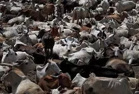Haryana: दुधारू गाय की बेरहमी से हत्या, गांव में आक्रोश Haryana: दुधारू गाय की बेरहमी से हत्या, गांव में आक्रोश