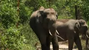 हाथियों के हमले में एक ही परिवार के तीन की मौत, दो घायल हाथियों के हमले में एक ही परिवार के तीन की मौत, दो घायल