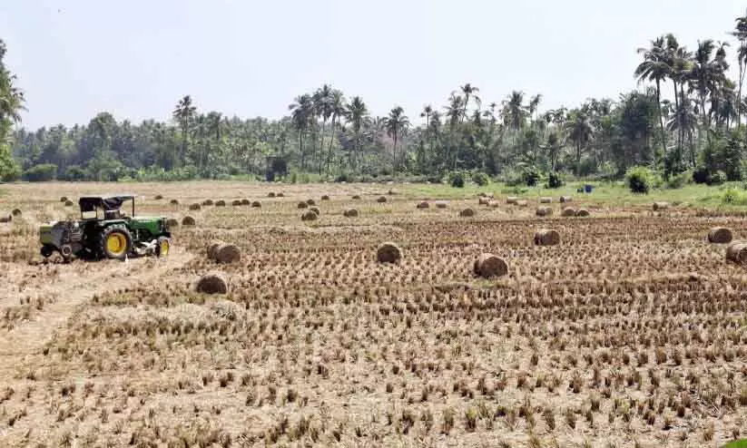 Kerala : किसान निराश हैं क्योंकि पराली का कोई मूल्य नहीं है Kerala : किसान निराश हैं क्योंकि पराली का कोई मूल्य नहीं है