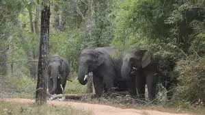 Bokaro: हाथियों की दहशत से ग्रामीण परेशान Bokaro: हाथियों की दहशत से ग्रामीण परेशान