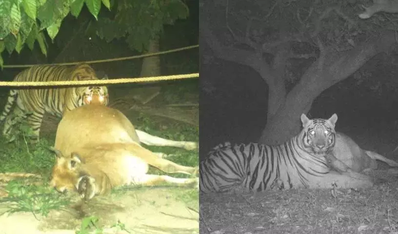 AP के पूर्वी गोदावरी जिले में बाघ खुलेआम घूमता दिखा AP के पूर्वी गोदावरी जिले में बाघ खुलेआम घूमता दिखा