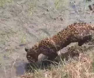 नन्हा तेंदुआ गांव के करीब पहुंचा, वन विभाग ने किया रेस्क्यू नन्हा तेंदुआ गांव के करीब पहुंचा, वन विभाग ने किया रेस्क्यू