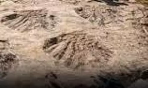 Science News:चट्टान पर छपे निशान ने वैज्ञानिकों को किया हैरान Science News:चट्टान पर छपे निशान ने वैज्ञानिकों को किया हैरान