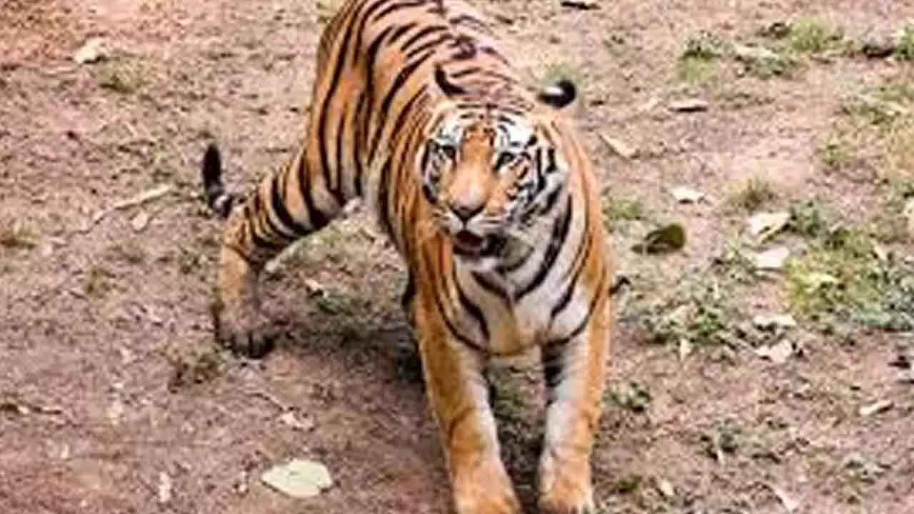 Andhra: वन विभाग ने राजमुंदरी में बाघ के लिए बचाव अभियान जारी रखा Andhra: वन विभाग ने राजमुंदरी में बाघ के लिए बचाव अभियान जारी रखा