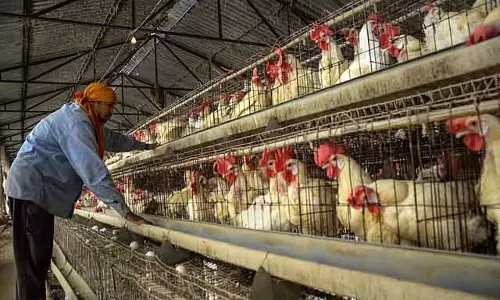 Bird flu का प्रकोप: स्वास्थ्य विभाग ने सावधानी बरतने की सलाह दी Bird flu का प्रकोप: स्वास्थ्य विभाग ने सावधानी बरतने की सलाह दी