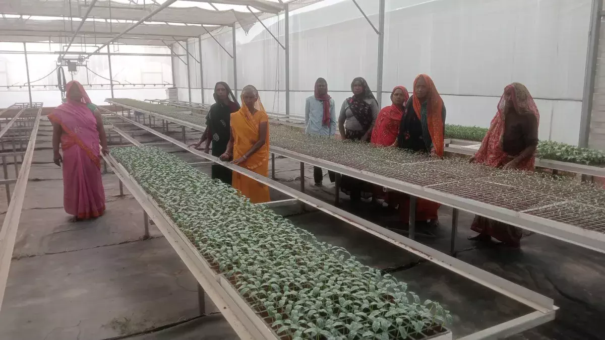 Prayagraj: सैदाबाद में मिलेंगी रोगमुक्त और अच्छी सब्जियां Prayagraj: सैदाबाद में मिलेंगी रोगमुक्त और अच्छी सब्जियां