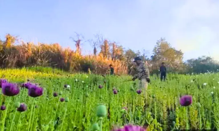 Manipur: उखरुल में जॉइंट फोर्सेज ने 220 एकड़ अफीम के खेत और 30 झोपड़ियों को नष्ट किया Manipur: उखरुल में जॉइंट फोर्सेज ने 220 एकड़ अफीम के खेत और 30 झोपड़ियों को नष्ट किया