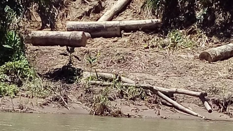 Assam : लेखापानी रिजर्व फॉरेस्ट में होलोंग पेड़ों की कथित अवैध कटाई को लेकर जांच चल रही